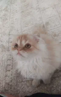 گربه پرشیان نیمه فلت 10میلیون سن سه ماهه