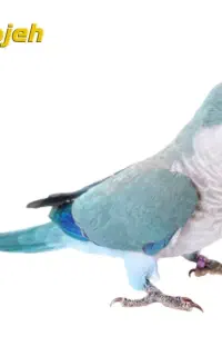 راهب ابی پیدا شده
