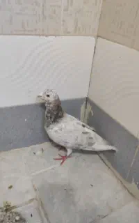 مجسمه کفتر سار و زرد