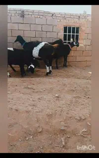 بره قوچی چینی