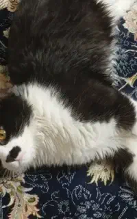 واگذاری گربه تاکسیدو