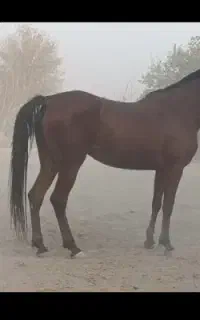 مادیان  کلاسی