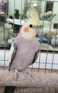 عروس هلندی طوسی
