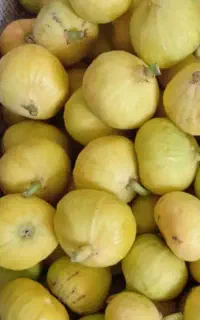 فروش انجیر بهاره شیرین