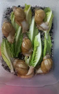 حلزون