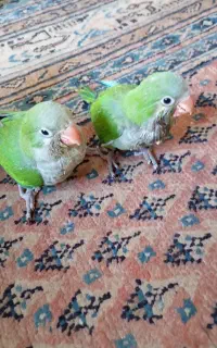 جوجه راهب55روزه