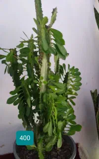 گل های خوشگل زیبا
