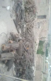 حرص و قطع درخت
