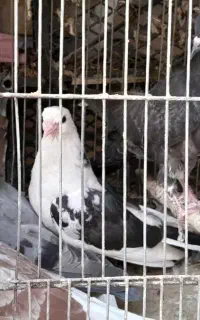 کبوتر مفلق پرشی