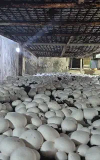 آموزش صفرتاصد پرورش قارچ دکمه ای