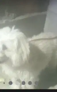 سگ گمشده سفید پشمالو