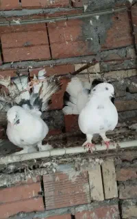 کبوتر پاپر دم چتری