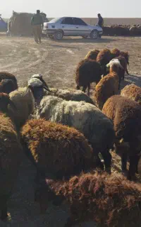 گوسفن نر و ماده