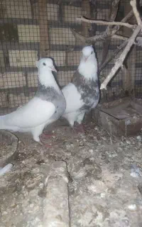 کبوتر طوقی آث