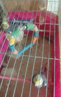 عروس هلندی ۲ساله