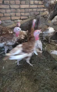 بوقلمون