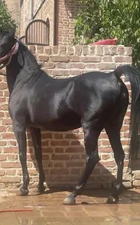 فروش چند رای اسب سیلمی