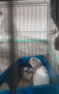 مرغ عشق جوجه