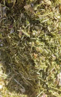 کاه عدس وکاه لوبیا وکاه گندم و نخود وینجه