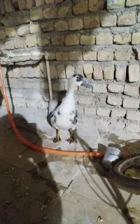 اوردک ماده تخم گذار