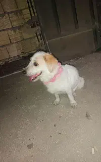 سگ پاکوتاه شیتزو