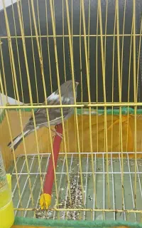 قناری نر سفید طوسی