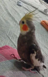 گمشده