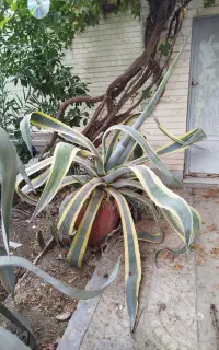 دو عدد  آگاو بزرگ چندساله بیش از ده تا ۱۵ سال سن