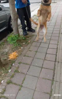 فروش سگ سراب