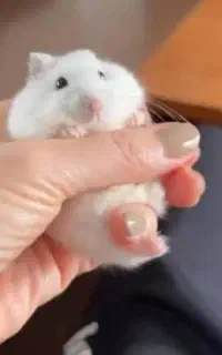 همستر. سوری کمپل با کارتکس سلامت و اصالت