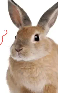 معاوضه ی خرگوش نر با ماده یا خرید ماده