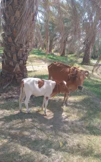 دو عدد گاو سرحال