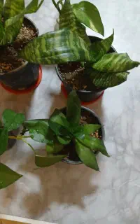 گل سانسوریا پا کوتاه و پتوس