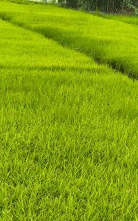 بذر شالی فجر 90 روزه