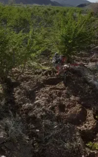 تیلر زنی اطراف گازار مهمویی