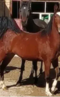 مادیان درشوری عاص درج یک کره یهودا شاهسوندی