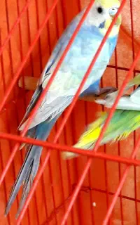 مرغ عشق بالغ رینبووسهره بالغ
