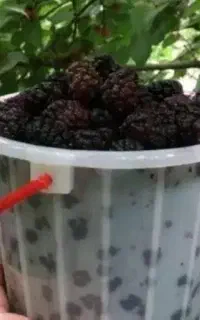شاتوت ارگانیک