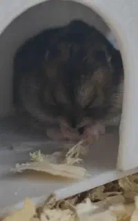 دو عدد همستر مینی‌مال