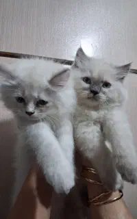 هیمالین+پرشین