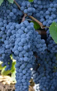 هرس انگور دیم و آبی