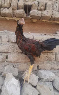 خروس لاری
