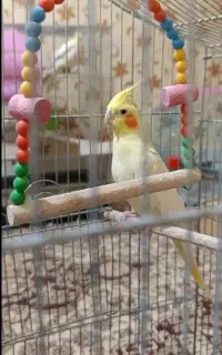 عروس هلندی