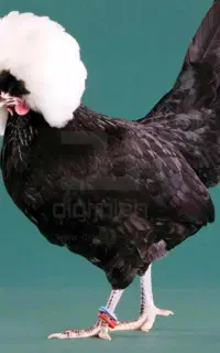 مرغ و خروس لهستان و سلطان