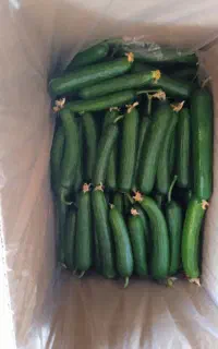 خیار گلخانه ای