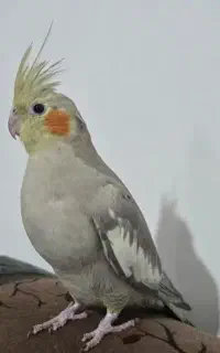 عروس هلندی نر/ سخنگو