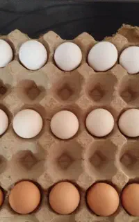 تخم نطفه دار مرغ و خروس لاری دورگه اوشامو. جوجه