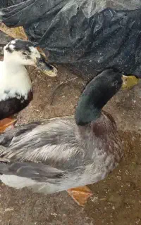 اردک