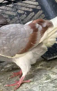 کبوتر