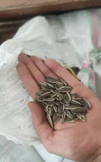 جو و گندم ، آفتابگردان ،گیشنیز ، نخود ، غوره